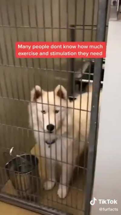 Don’t get a husky if you can’t take care of it