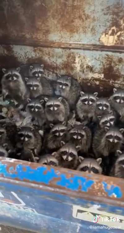 What are these little dErPs up to? ????