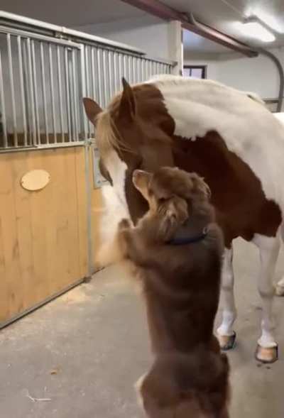 Dog &amp; Horse Being Bros