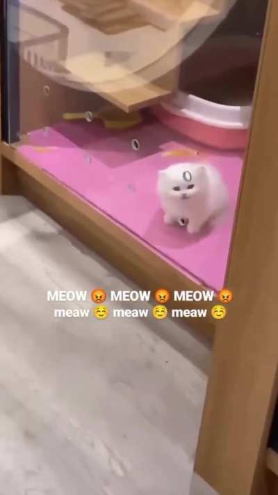 The immediate change in meow got me ?