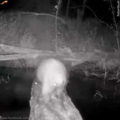 ? hidden camera captures animals crossing a river
