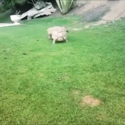 ? This Tortoise sees his pal overturned and struggling...rushes to his aid.