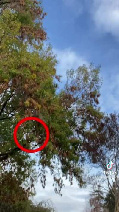 Let’s help him find the squirrel