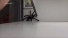 LPT: This is how to deal with a spider