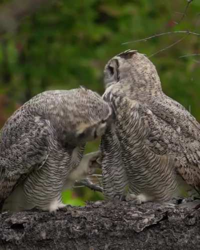 ? An unguarded moment between two owls