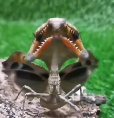? Threat display of the dead - leaf mantis