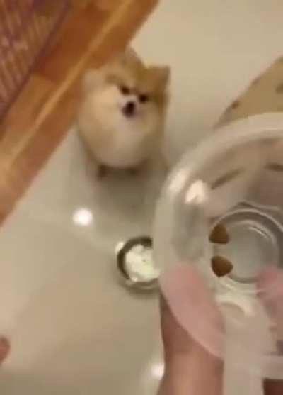 Dog on diet