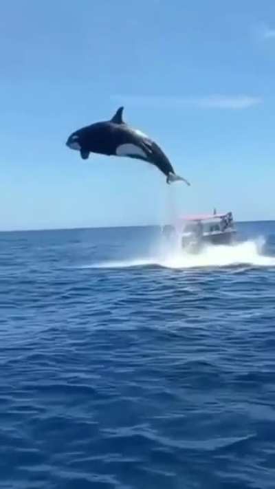 Orca jumps out of water to eat a dolphin