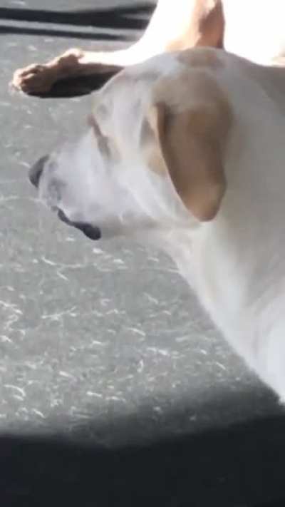 Doggy daycare isn’t for everyone