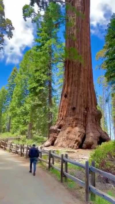 ? Redwood trees, California