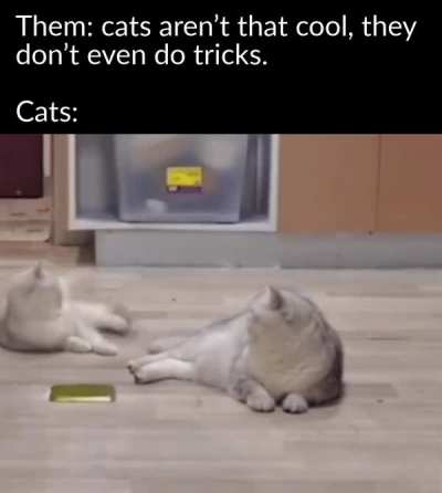Great, even cats have more skills than I do