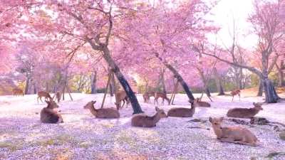 ? Sika deer relaxing by cherry blossom trees at Nara park in Japan