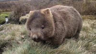 ? wombat eating grass