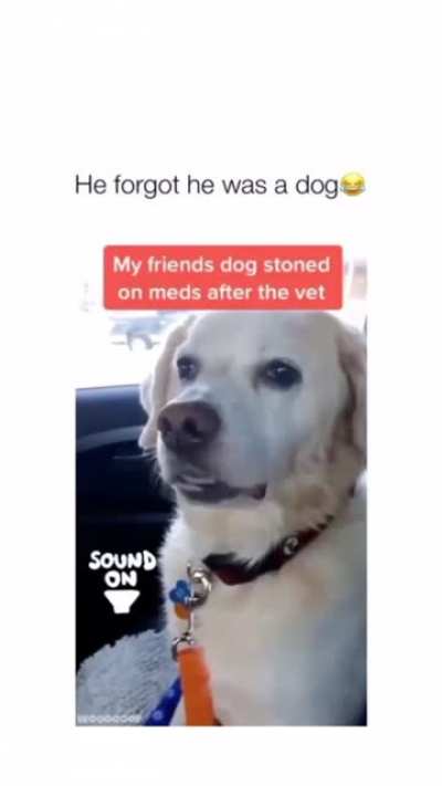 Derpy dope dog