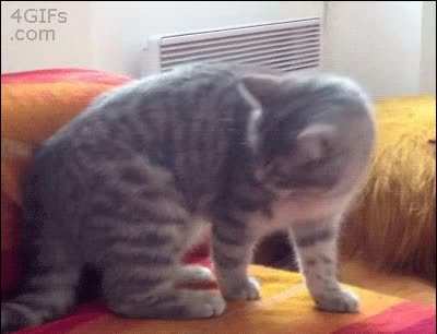 paw attack