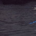 ? Bioluminescent surfing ?