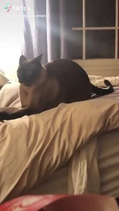Thought this would fit here