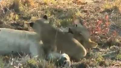 ? Cub cuddling with mom ?