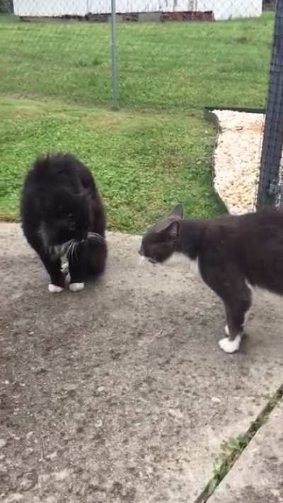 Cat mediator