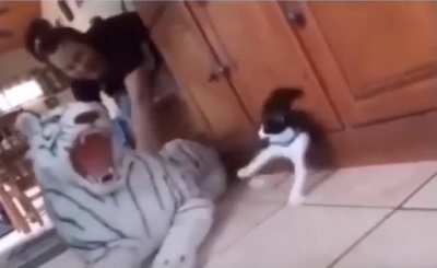 Kitty lost about 3 of those 9 lives he has from that heart attack he just had