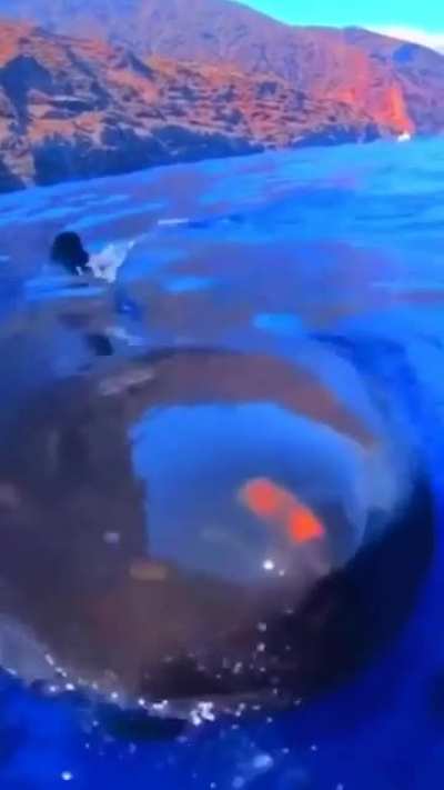 ? Great white shark appears out of nowhere