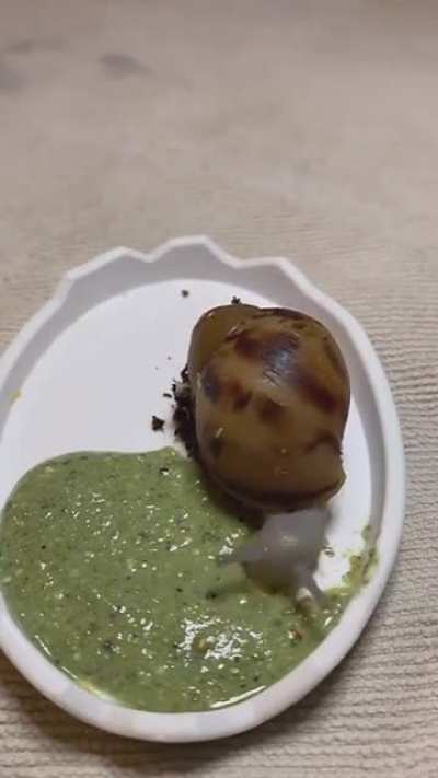 ?Dinner time for Snail