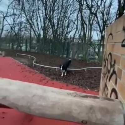 Barkour