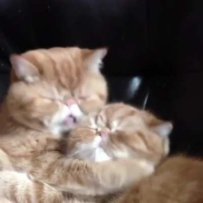 mlem, mlem, CHOMP