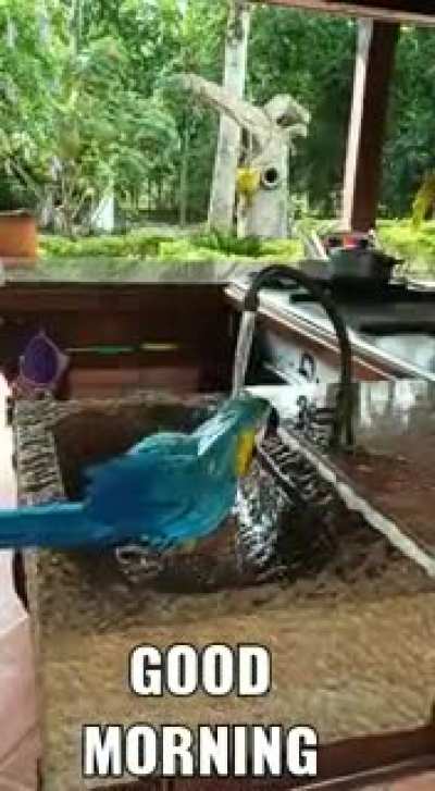 Parrot also feeling the summer heat?