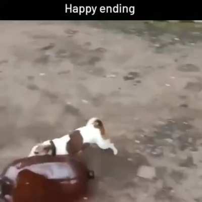 Mandela effect dog