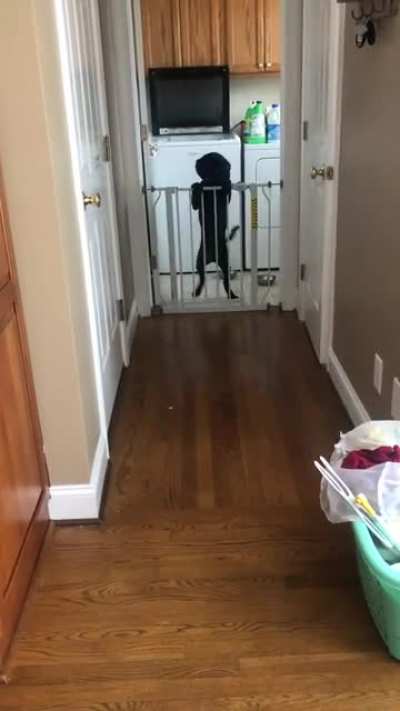 Hooman! Hooman! Notice me