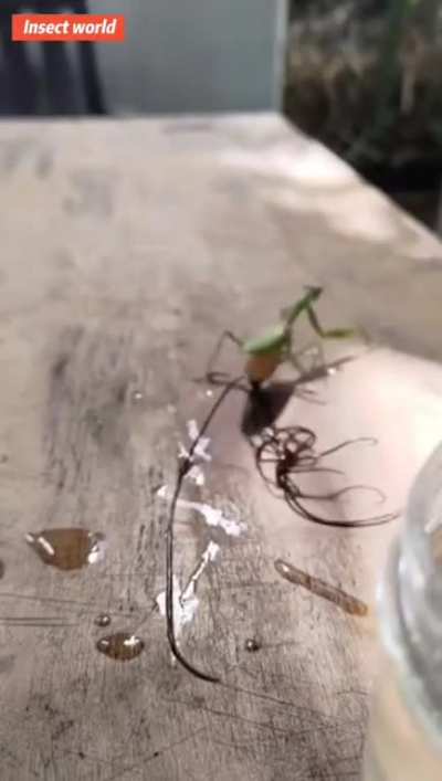 ? 95% of Praying mantes are infected with Horse Hair worms, this is the way to get rid of them..