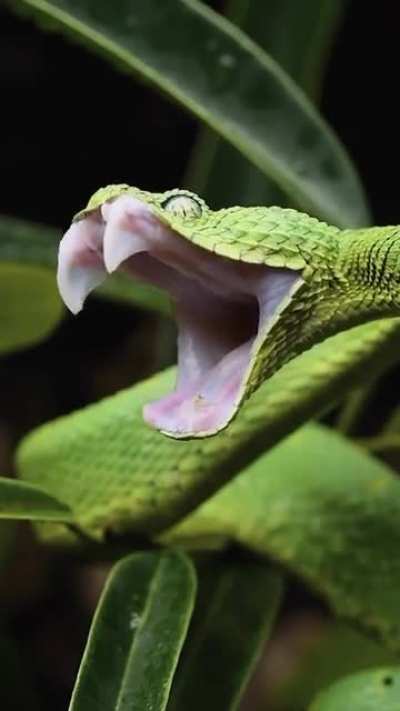 ? snakes are so cool