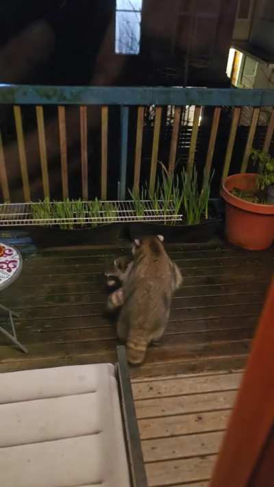 Surprising 6am encounter