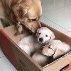 Adoption