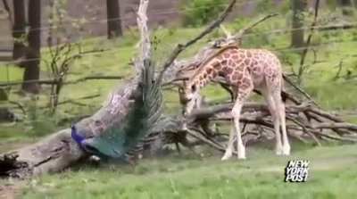 ? Peacock scared baby Giraffe