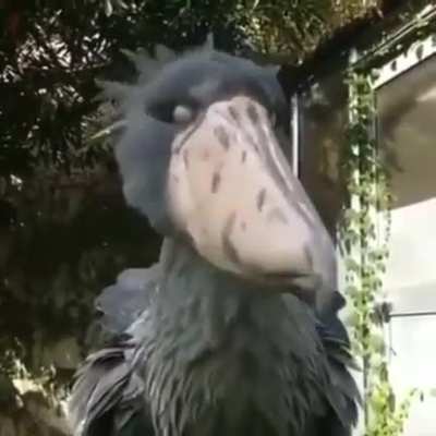 Hueman check out my prehistorical looking wingys