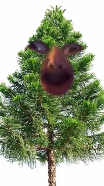 Tree pollen