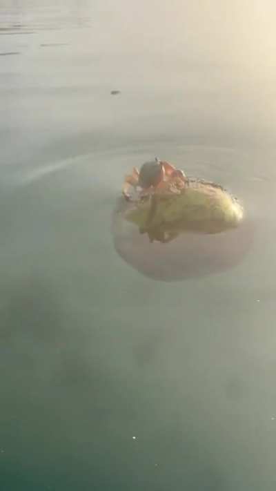 Crab on a coconut