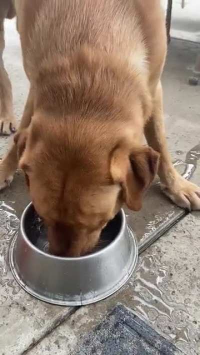 How my moms dog drinks water. (OC) ?