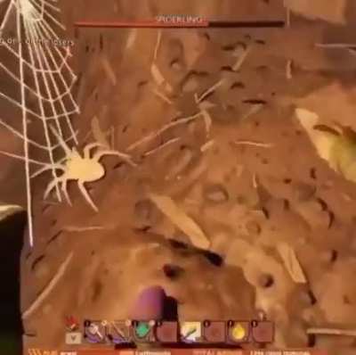 Momma Spider??