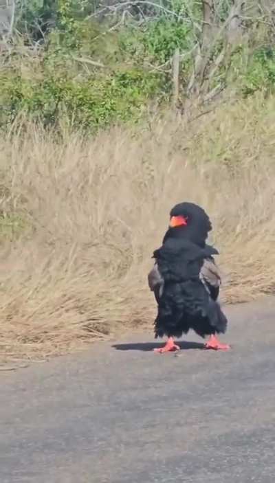 ?The bateleur eagle