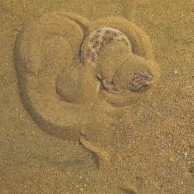 ? sand viper concealing itself