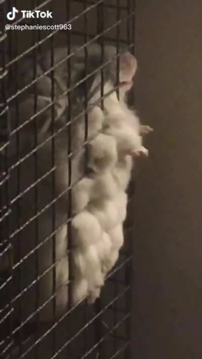 The little feet??
