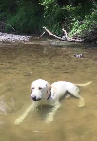 labs = eat it and ask questions later