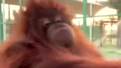 Most random orangutan ?