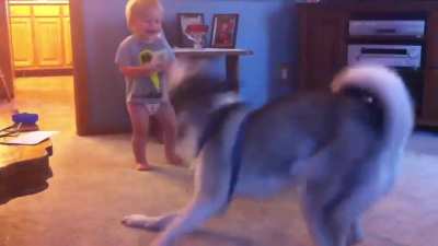 Baby and Husky, Deep in Conversation