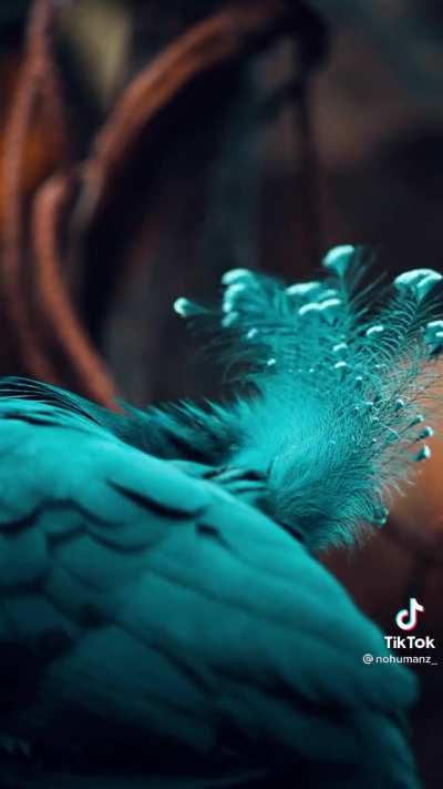 ? The beauty of the Victoria Crowned pigeon