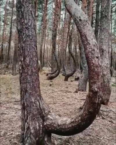 ? Crooked Forest, Poland