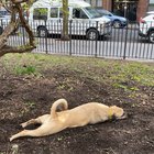 Louie rolling around in the hole he just dug